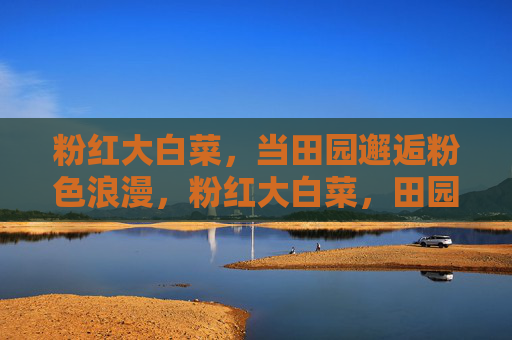 粉红大白菜，当田园邂逅粉色浪漫，粉红大白菜，田园邂逅粉色浪漫