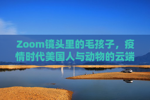 Zoom镜头里的毛孩子，疫情时代美国人与动物的云端联结，Zoom镜头里的毛孩子，疫情时代美国人与动物的云端联结