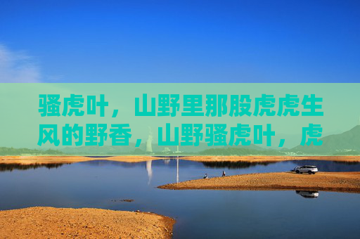 骚虎叶，山野里那股虎虎生风的野香，山野骚虎叶，虎虎生风野香