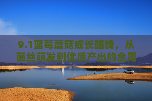 9.1蓝莓蘑菇成长路线,从菌丝萌发到优质产出的全周期培育指南,蓝莓蘑菇全周期培育指南,从菌丝萌发到优质产出 9.1蓝莓蘑菇成长路线,从菌丝萌发到优质产出的全周期培育指南,蓝莓蘑菇全周期培育指南,从菌丝萌发到优质产出