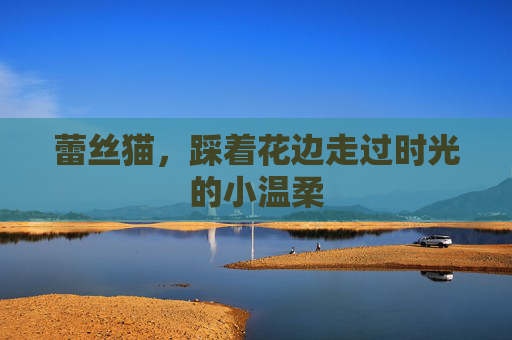 蕾丝猫，踩着花边走过时光的小温柔